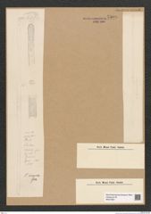 Diatomeae indet. Zeichnungen Sammlung Grunow Nr. 5509 (NHMW-BOT-W0373951)